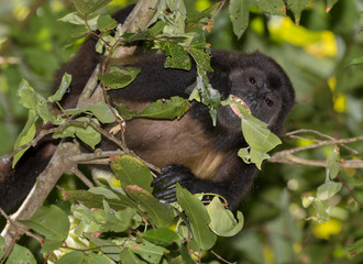Mantled howler monkey (Alouatta palliata)  eating a leaf, Puntarenas, Costa Rica