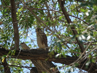 Birds of prey in Kazakhstan.