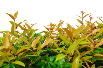 Naklejka premium yellow flowers on white background, Multi-colored leaves on white background.
