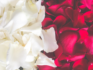 beautiful rose close-up petals Valentine background
