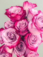 beautiful rose close-up petals Valentine background