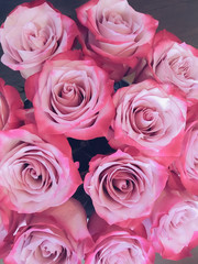 beautiful rose close-up petals Valentine background