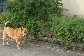 Jon dog arranged, running along the road.