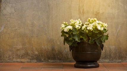 White flowers in pots attached to the house wall