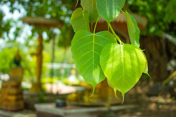 Bodhi leaves and blurry budha statue background