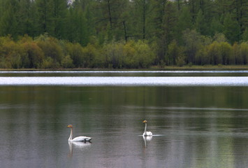 A pair of wild swans on a lake in the Sentsa Delta