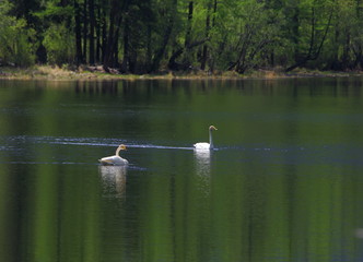 A pair of wild swans on a lake in the Sentsa Delta