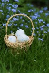 Spring holiday.Easter eggs in a wicker basket in blue flowers of forget-me-not on a  vegetable background.Spring Easter festive background.