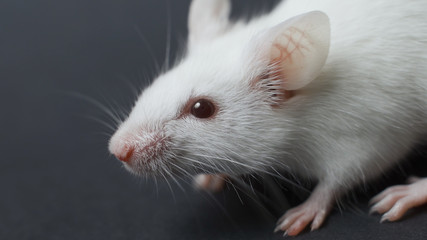 funny rat isolated on black background