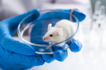 Laboratory transgenic mouse on the researcher's hand