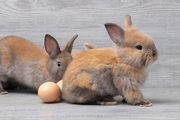 Little rabbit sitting on gray wooden  background with eggs at studio. It's small mammals in the family Leporidae of the order Lagomorpha. Animal studio portrait. Easter concept.