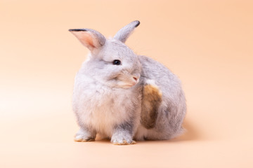 Little rabbit sitting on isolated pink rose background at studio. It's small mammals in the family Leporidae of the order Lagomorpha. Animal studio portrait.