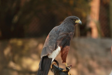 Águila