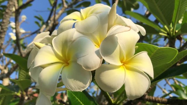 Tree with beautiful white plumeria rubra flowers in the wind. Sri Lanka,