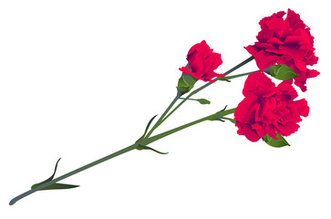Red carnation flower bouquet bud isolated on white background