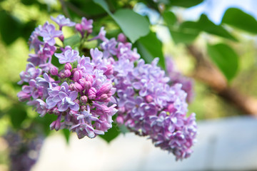 Beautiful lush pink and purple bunches of lilac