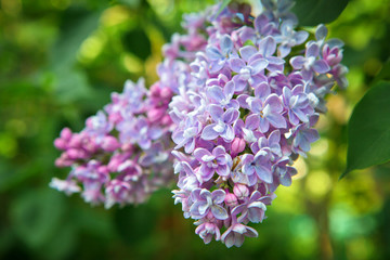 Obraz premium Beautiful lush pink and purple bunches of lilac