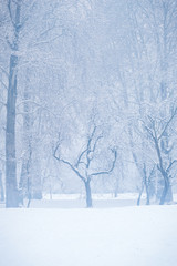Fototapeta premium Fresh snowfall on trees without leaves. Snow covered trees on both sides of a forest path. Foggy conditions during snowfall