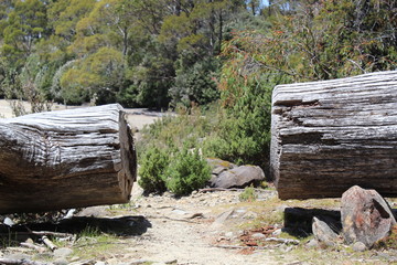 Obraz premium old tree in forest