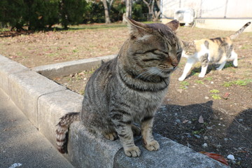 野良猫