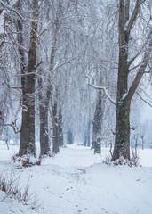 Fresh snowfall on trees without leaves. Snow covered trees on both sides of a forest path