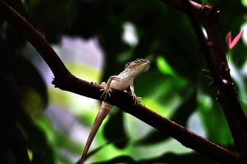 chameleon on a branch