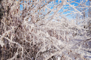 Tree covered with snow and hoarfrost on a clear winter day