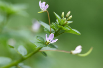 flowers on green background