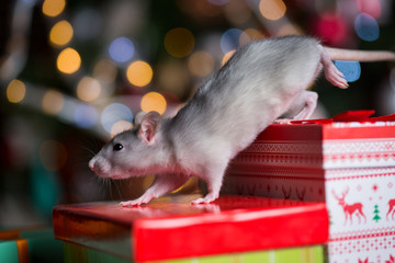 Gray rat with gifts on the background of the Christmas tree
