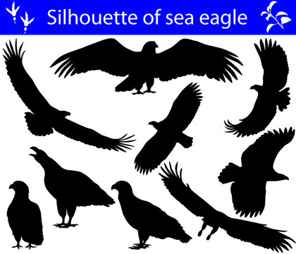 Collection of silhouettes of sea eagles