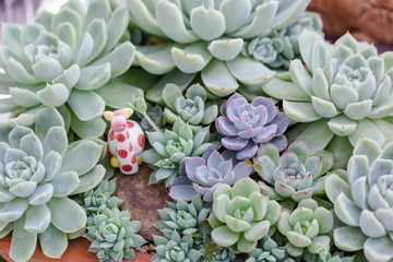 Succulents cactus in desert botanical garden for decoration and agriculture design.