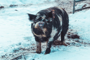 Portrait of wild pig on snow in winter landscape