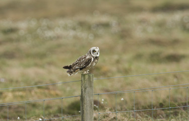 A hunting Short-eared Owl (Asio flammeus) perched on a fence post.