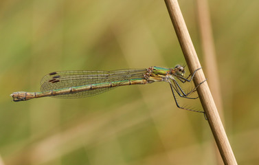 A beautiful female Emerald Damselfly (Lestes sponsa) perched on the stem of a reed.	