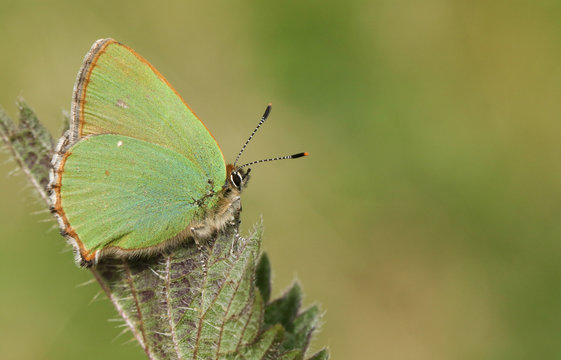 A stunning Green Hairstreak Butterfly (Callophrys rubi) perched on a leaf.
