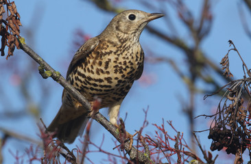 A beautiful Mistle Thrush (Turdus viscivorus) perched on a branch in a tree.