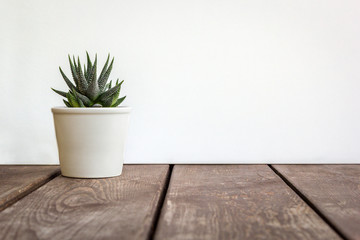 Fototapeta premium Natural green succulent cactus Haworthia attenuata in white flowerpot on wooden table, on white background, with copy space