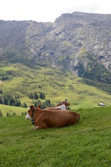 Mucche al pascolo in montagna