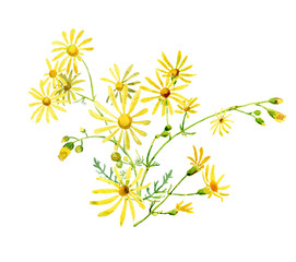 A small watercolor bouquet of yellow daisies on a white background. For greetings and invitations