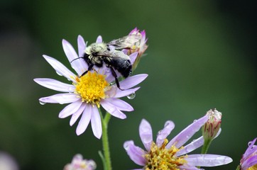 bee on flower