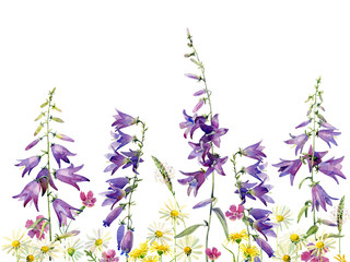 Background of wild flowers carnation, bluebell and chamomile on a white background. For congratulations, invitations, weddings and birthday