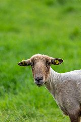 Sheep on grass field