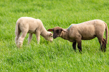 Sheep on grass field