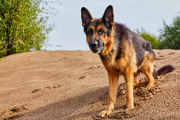 Dog German Shepherd outdoors on sand in a summer