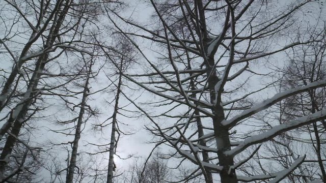 森に振る雪 014 スローモーション 120p
