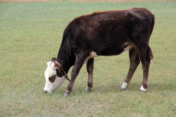 Cow in Mongolia