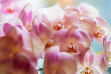 Pink orchids on green background