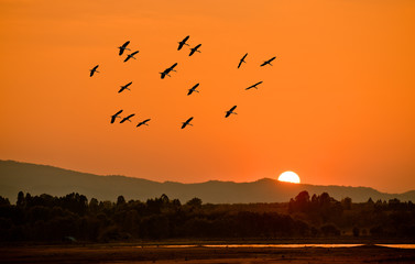 Silhouettes of birds flying over the dam at sunset.