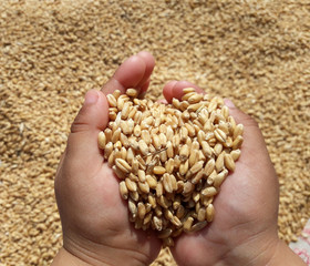 Wheat grains in hands of the young girl 