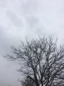 Leafless trees, photos of cloudy weather